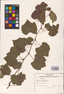 Vitis vinifera L., Eastern Europe, South Ukrainian region (E12) (Ukraine)