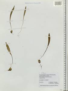 Lilium, Siberia, Baikal & Transbaikal region (S4) (Russia)
