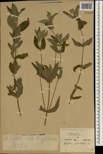 Mentha longifolia subsp. longifolia, South Asia, South Asia (Asia outside ex-Soviet states and Mongolia) (ASIA) (China)