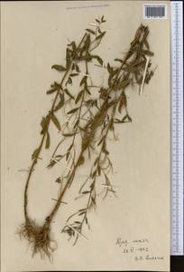 Epilobium, Middle Asia, Kopet Dag, Badkhyz, Small & Great Balkhan (M1) (Turkmenistan)