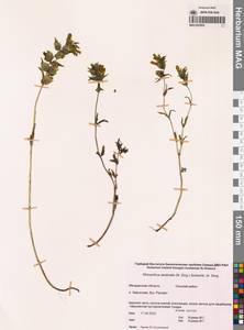 Rhinanthus angustifolius, Siberia, Chukotka & Kamchatka (S7) (Russia)