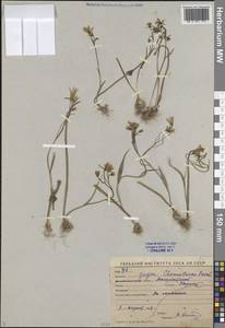 Gagea chomutovae (Pascher) Pascher, Middle Asia, Syr-Darian deserts & Kyzylkum (M7) (Uzbekistan)