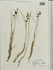 Scheuchzeria palustris L., Eastern Europe, North-Western region (E2) (Russia)