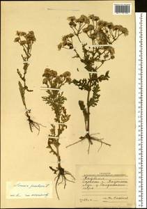 Jacobaea vulgaris subsp. vulgaris, Siberia, Yakutia (S5) (Russia)