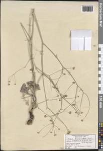 Ekimia bornmuelleri (Hub.-Mor. & Reese) H. Duman & M. F. Watson, South Asia, South Asia (Asia outside ex-Soviet states and Mongolia) (ASIA) (Turkey)