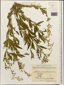 Matthiola longipetala (Vent.) DC., Caucasus, Dagestan (K2) (Russia)