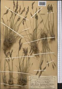 Poa, Middle Asia, Western Tian Shan & Karatau (M3) (Kazakhstan)
