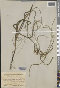 Ixiolirion tataricum (Pall.) Schult. & Schult.f., Middle Asia, Syr-Darian deserts & Kyzylkum (M7) (Uzbekistan)
