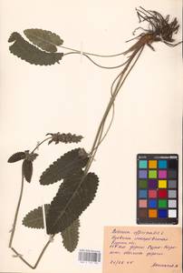 MHA 0 154 786, Betonica officinalis L., Eastern Europe, Central forest-and-steppe region (E6) (Russia)