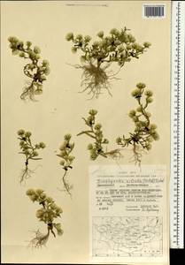 Symphyotrichum ciliatum (Ledeb.) G. L. Nesom, Mongolia (MONG) (Mongolia)