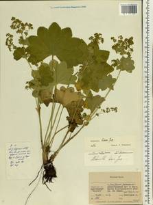 Alchemilla hians Juz., Eastern Europe, Eastern region (E10) (Russia)