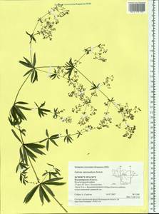 Galium intermedium Schult., Eastern Europe, Central region (E4) (Russia)