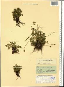 Chamaesciadium acaule (M. Bieb.) Boiss., Caucasus, North Ossetia, Ingushetia & Chechnya (K1c) (Russia)