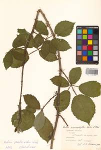 Rubus grabowskii Weihe ex Günther, Grab. & Wimm., Eastern Europe, Central region (E4) (Russia)