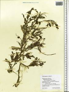 Potamogeton crispus L., Eastern Europe, Western region (E3) (Russia)