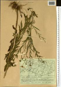 Kalimeris incisa (Fisch.) DC., Siberia, Russian Far East (S6) (Russia)