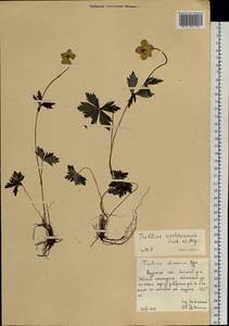 Trollius riederianus Fisch. & C.A.Mey., Siberia, Russian Far East (S6) (Russia)