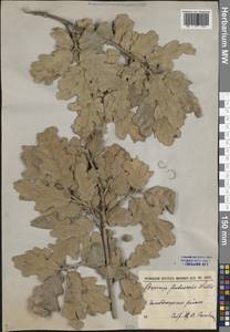 Quercus pubescens Willd., Caucasus, Black Sea Shore (from Novorossiysk to Adler) (K3) (Russia)