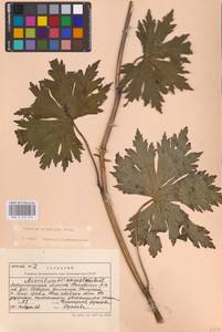 Aconitum lycoctonum subsp. moldavicum (Hacq.) Jalas, Eastern Europe (no precise locality) (E0)