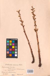 MHA 0 162 450, Orobanche cumana Wallr., Eastern Europe, Central forest-and-steppe region (E6) (Russia)
