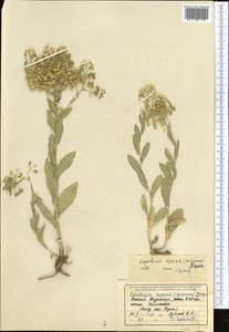Lepidium chalepense L., Middle Asia, Syr-Darian deserts & Kyzylkum (M7) (Kazakhstan)