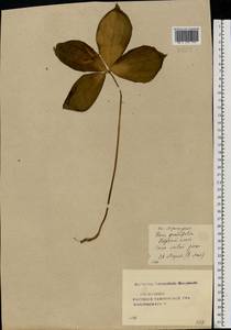 Paris quadrifolia L., Eastern Europe, Central forest-and-steppe region (E6) (Russia)
