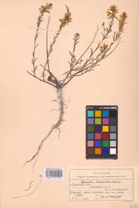 Genista tinctoria subsp. tinctoria, Eastern Europe, North Ukrainian region (E11) (Ukraine)