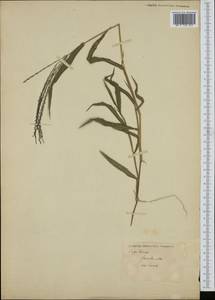 Digitaria ciliaris (Retz.) Koeler, South Asia, South Asia (Asia outside ex-Soviet states and Mongolia) (ASIA) (Not classified)