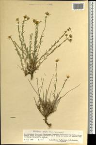 Asterothamnus poliifolius Novopokr., Mongolia (MONG) (Mongolia)