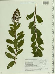 Spiraea rosalba, Eastern Europe, Central region (E4) (Russia)