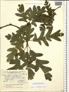Quercus dalechampii Ten., Caucasus, North Ossetia, Ingushetia & Chechnya (K1c) (Russia)