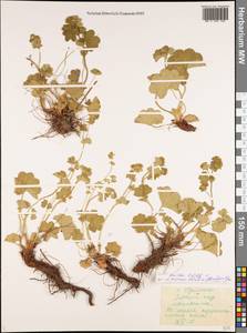 Alchemilla breviloba H. Lindb., Eastern Europe, Middle Volga region (E8) (Russia)