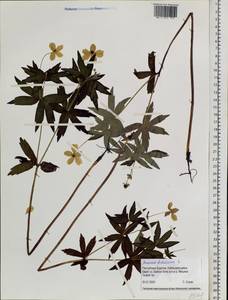 Anemonastrum dichotomum (L.) Mosyakin, Siberia, Baikal & Transbaikal region (S4) (Russia)