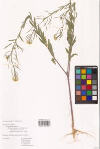 Erysimum cheiranthoides L., Eastern Europe, Central region (E4) (Russia)