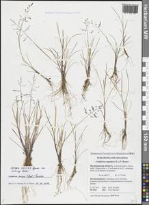 Catabrosa aquatica (L.) P.Beauv., Eastern Europe, Northern region (E1) (Russia)