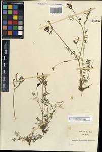 Astragalus bossuensis Popov, Unclassified