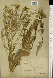 Bunias orientalis L., Eastern Europe, Eastern region (E10) (Russia)