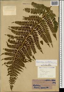 Polystichum aculeatum (L.) Roth, Caucasus, Krasnodar Krai & Adygea (K1a) (Russia)