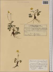 Ranunculus propinquus subsp. subborealis (Tzvelev) Kuvaev, Western Europe (EUR) (Norway)