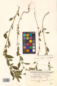 Amaranthus powellii S. Watson, Siberia, Russian Far East (S6) (Russia)