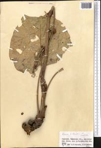 Rheum wittrockii Lundstr., Middle Asia, Northern & Central Tian Shan (M4) (Kyrgyzstan)