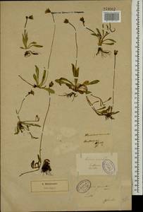 Pilosella lactucella subsp. lactucella, Eastern Europe, North-Western region (E2) (Russia)