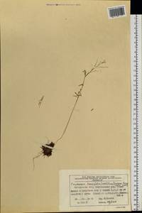 Cardamine tenuifolia Hook., Siberia, Chukotka & Kamchatka (S7) (Russia)