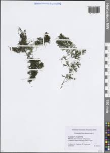Ceratophyllum demersum L., Eastern Europe, Moscow region (E4a) (Russia)