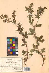 Potentilla norvegica L., Siberia, Russian Far East (S6) (Russia)