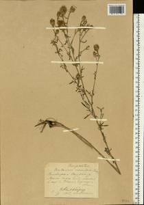Centaurea stoebe subsp. stoebe, Eastern Europe, Middle Volga region (E8) (Russia)