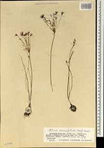 Allium neriniflorum (Herb.) G.Don, Mongolia (MONG) (Mongolia)
