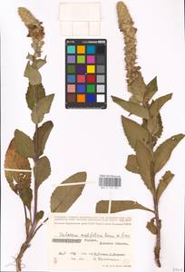 MHA 0 159 042, Verbascum ovalifolium Donn. Sm. ex Sims, Eastern Europe, South Ukrainian region (E12) (Ukraine)