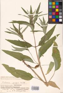 MHA 0 154 155, Phlomis herba-venti subsp. pungens (Willd.) Maire ex DeFilipps, Eastern Europe, Lower Volga region (E9) (Russia)
