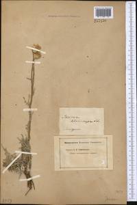 Jurinea adenocarpa Schrenk, Middle Asia, Muyunkumy, Balkhash & Betpak-Dala (M9) (Kazakhstan)